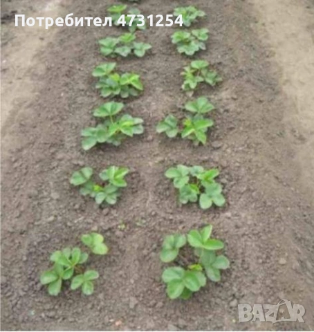 Разсад ягоди , снимка 2 - Разсади - 53403802