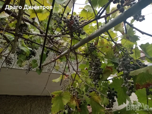Продавам тъмно грозде,подходящо само за червено вино,обирате го цялото по асмите за 30  всичкото., снимка 7 - Домашни продукти - 56129807