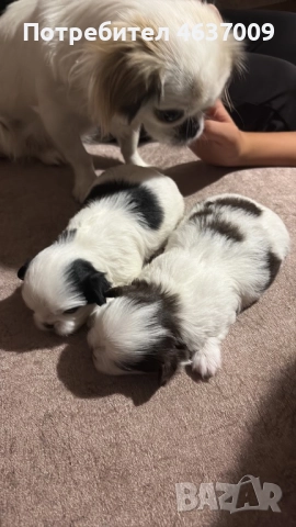 Японски хинчета, снимка 3 - Други - 52230214