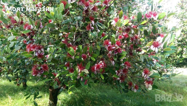 Фейхоа Ананасова Гуава, снимка 3 - Градински цветя и растения - 53641210