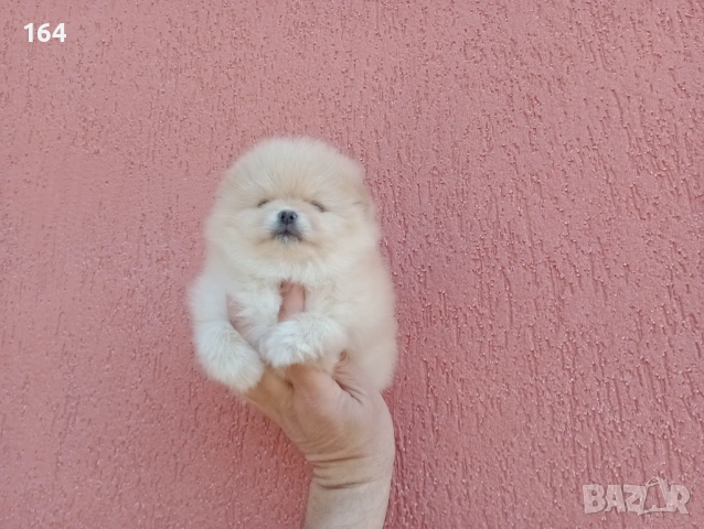 Женски Померан. Реални снимки от 23.02.26 г.