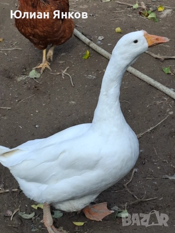 Продавам гъски и петли