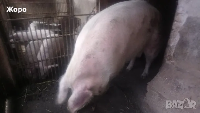 Елитни прасета българска бяла