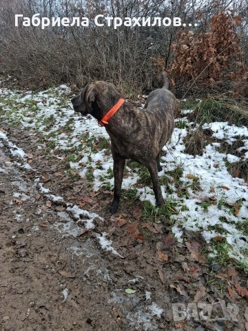 Плотхаунд, снимка 2 - Други - 53052713