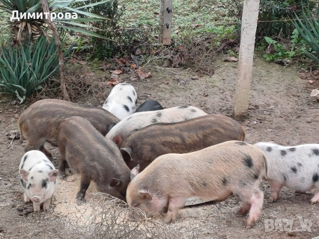 Разменям виетнамски прасета за други животни или зърно, снимка 2 - Прасета - 52406042