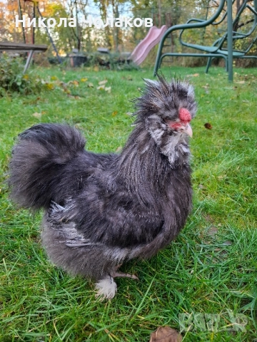 Американски копринки , снимка 3 - Кокошки и пуйки - 52495504