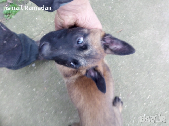 Женско Малиноа белгиска