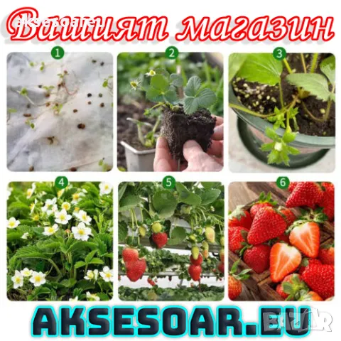 100 бр. ягодови семена от гигантска ягода градинско плодово растение, сладки и вкусни червени ягоди , снимка 10 - Сортови семена и луковици - 47664198