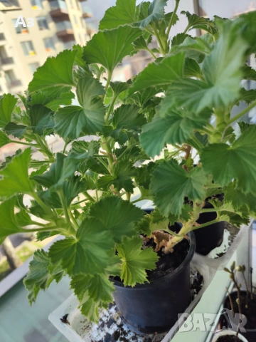 Продавам цветя Кралско (Английско) мушкато - с пъпки