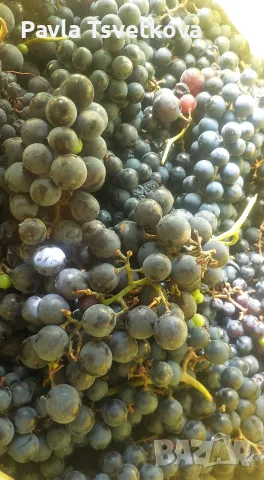🍇 ПРОДАВАМЕ ГРОЗДЕ – ОТЕЛ, БОИЛИЯ, КАРДИНАЛ 🍇 гр. СОФИЯ, снимка 3 - Домашни напитки - 56193594