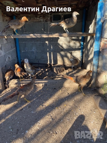 Червено златни фазани, снимка 3 - други­ - 52949911