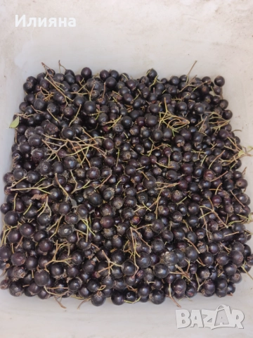 Самардала,Коприва,Лапад,Глог,Шипка,Песто от Коприва,Манголд,Розмарин, снимка 7 - Сортови семена и луковици - 44686395