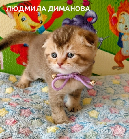 Шотландско мъжко Златна чинчили , снимка 4 - Британска късокосместа - 53401301