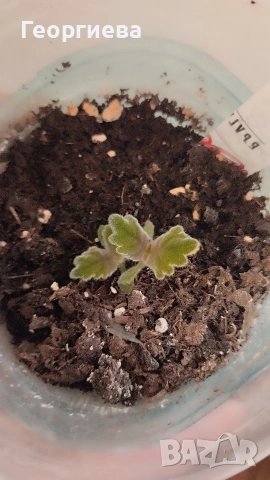 глоксиния , снимка 2 - Стайни растения - 53643792