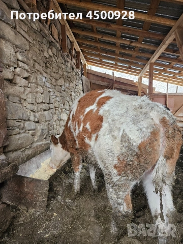 Продавам женско теле симентал 300+ кг., снимка 4 - Крави - 53426805