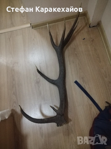 Рог от благороден елен 