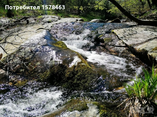 Продавам горска територия-иглолистна гора, снимка 5 - Земеделска земя - 53449944