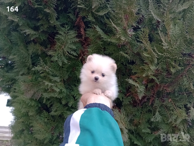 Померани. Реални снимки от 22.12.25