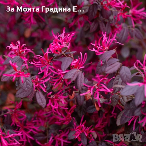 Лоропеталум 