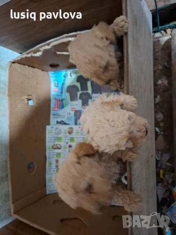 Пудел той, снимка 4 - Пудели - 53214749