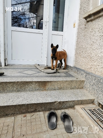 продам белгийски овчарки малиноа 