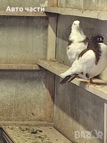 пазарджишки гълаби на хвърче не, снимка 2 - Гълъби - 48931182