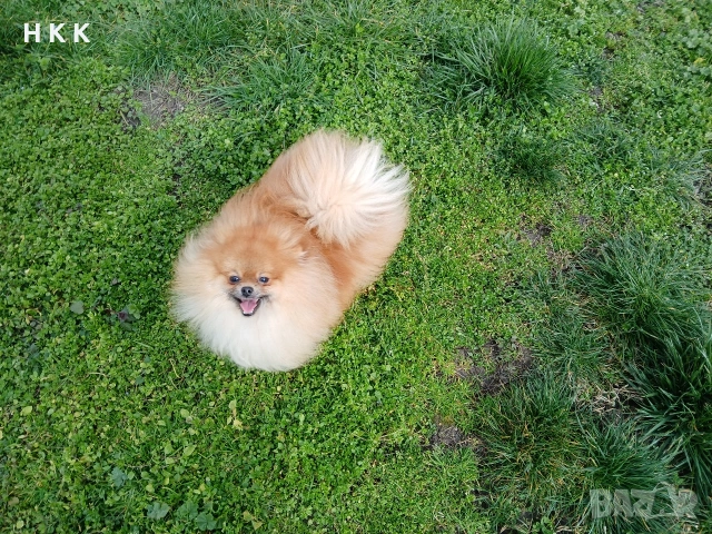 Померан , снимка 3 - Померан - 53830026