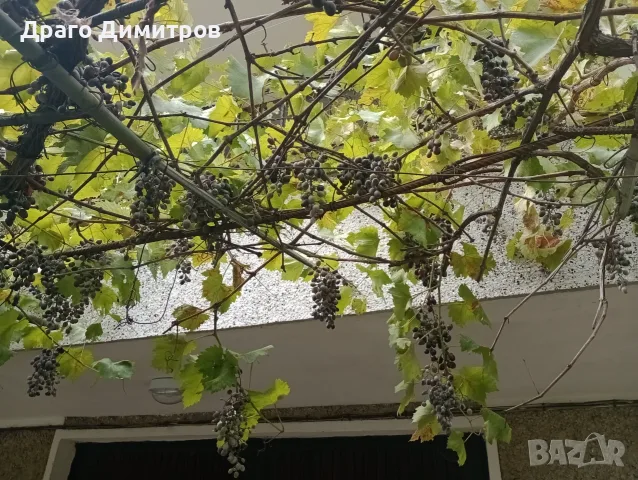 Продавам тъмно грозде,подходящо само за червено вино,обирате го цялото по асмите за 30  всичкото., снимка 8 - Домашни продукти - 56129807