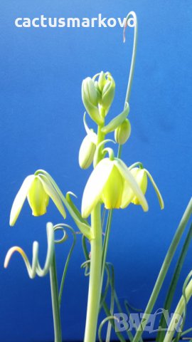 albuca spiralis, снимка 4 - Стайни растения - 35668311