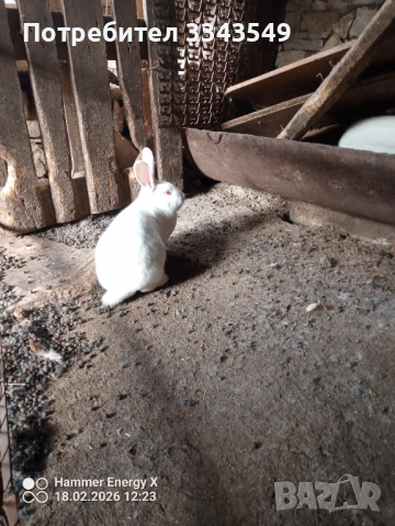 Зайци на 4 месеца, снимка 3 - Други - 53562063