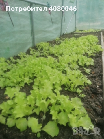 Разсад зелена салата