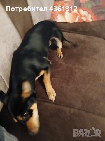 продавам, снимка 4 - Пинчер - 52631421