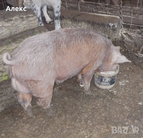 2 нерезчета по 60 кг