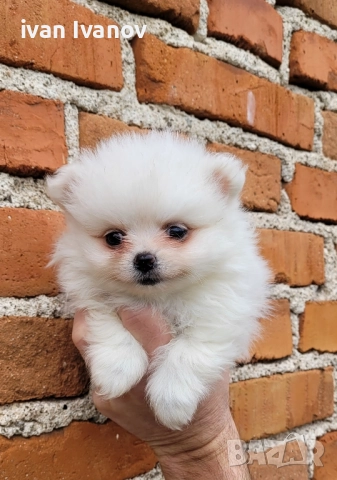 Померан-мини шпиц!!!, снимка 6 - Померан - 52661651