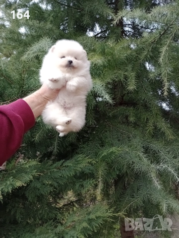 Померани. Мини момиченце и момченце., снимка 4 - Померан - 53669881