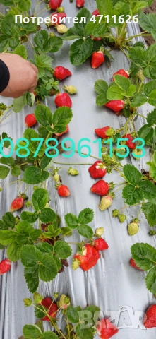 Разсад ягоди и малини , снимка 4 - Разсади - 53133393
