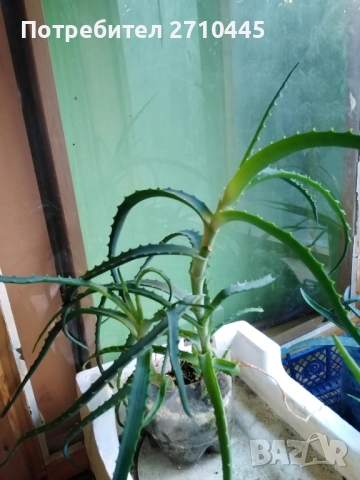 Лечебно Алое Вера, снимка 5 - Стайни растения - 37624538