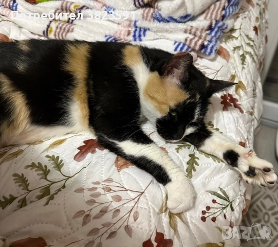 Търсим дом на женско котенце с направени ваксини, паспорт и изследвания, снимка 4 - Други - 52398990