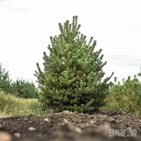 Фиданки от борчета, снимка 13 - Разсади - 48454749