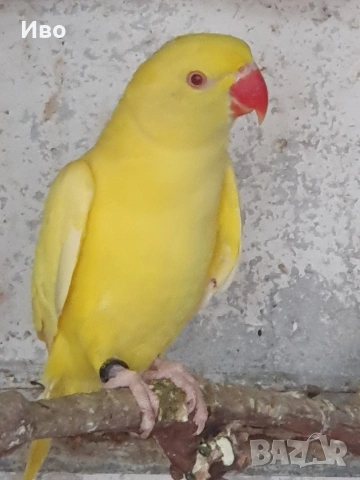 Продавам папагали малък АЛЕКСАНЪР , снимка 8 - Папагали - 53766167