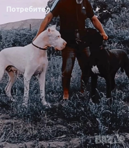 Немски дог мъжки и женски, снимка 12 - Немски дог - 45664449