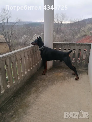 Доберман си търси приятелка , снимка 2 - Други - 51002949