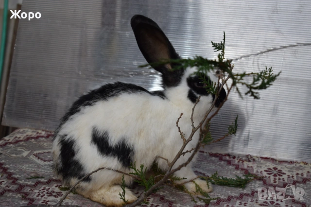 Зайци за разплод