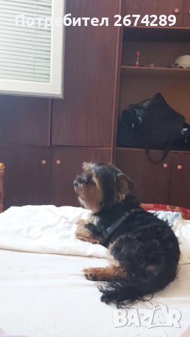 Мъжко Йорки търси партньорка.