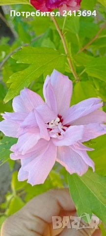 дървовидна ружа Arden