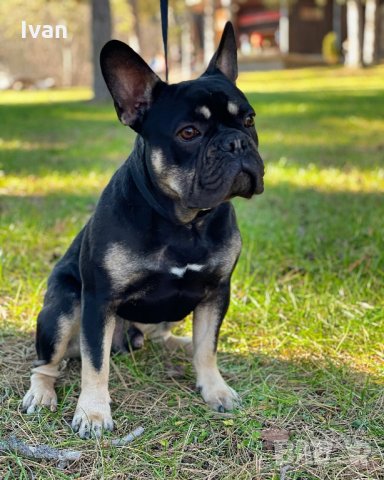 Френски Булдог , снимка 2 - Френски булдог - 35633321