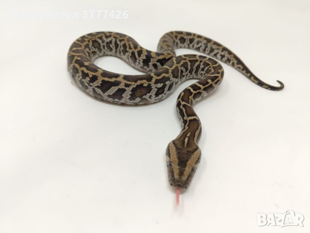 Бирмански Питон / Python bivittatus, снимка 3 - Змии - 44256202
