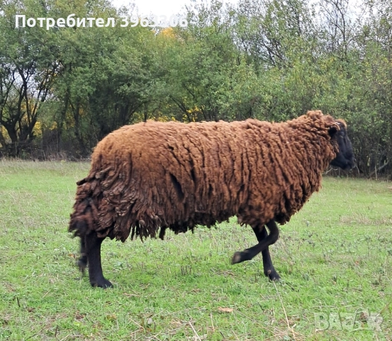 продавам коч на година и осем месеца, снимка 1