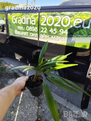 Палма Трахикарпус Студоустойчивост до -18, снимка 3 - Разсади - 46859018