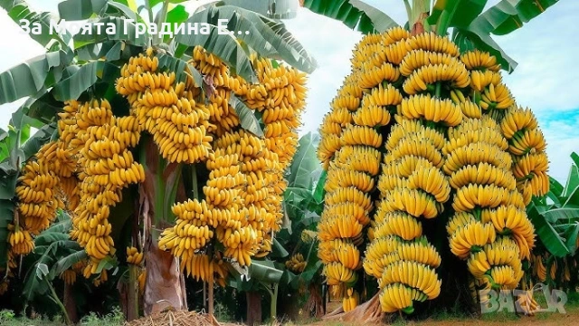 Банан - Мусо Баджо, снимка 2 - Градински цветя и растения - 53635823